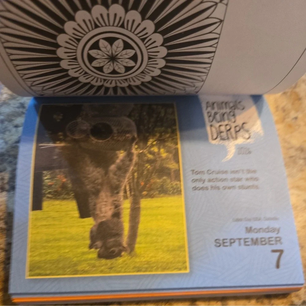 Animals Being Derps 2026 Day-To-Day Calendar by Beverly L. Jenkins